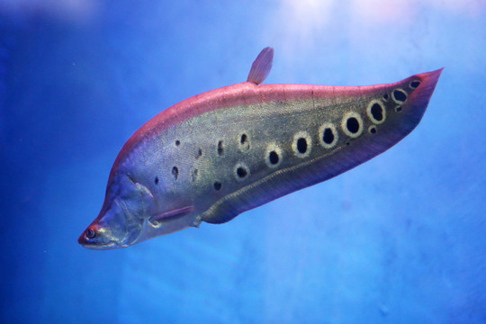 弓背魚