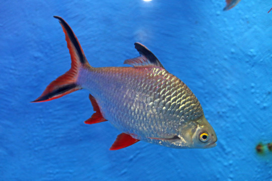 紅剪刀魚(yú)