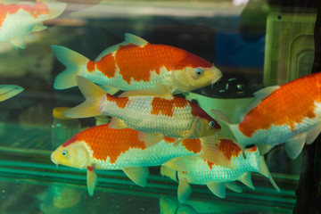 水族館觀賞魚