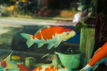 水族館觀賞魚(yú)