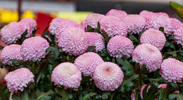 雛菊