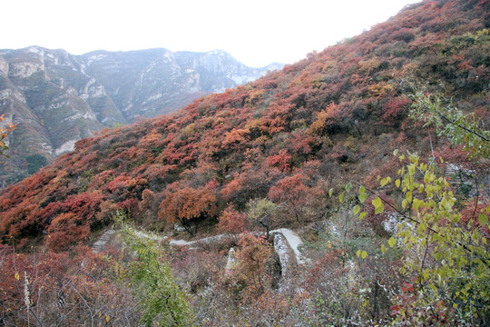 坡峰嶺