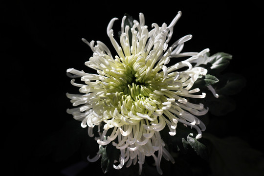 菊花