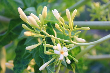 木瓜小花