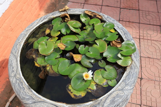 睡蓮