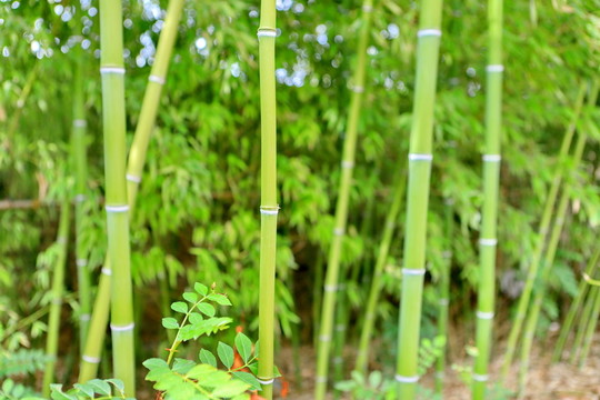 竹林