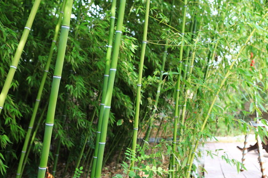 竹林