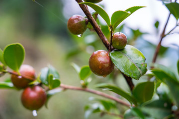 茶樹果子