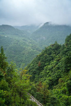 茂密青山