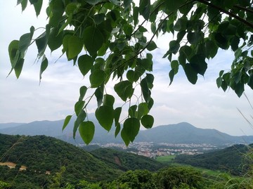 菩提葉