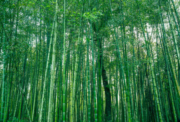竹林