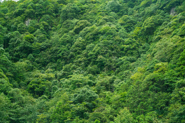 綠色森林背景
