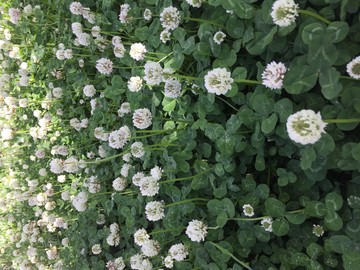 三葉草