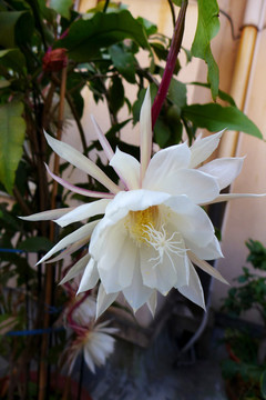 曇花