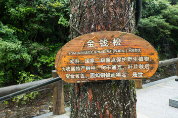 金錢松