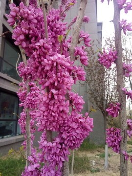 紫荊花