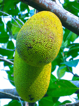 菠蘿蜜