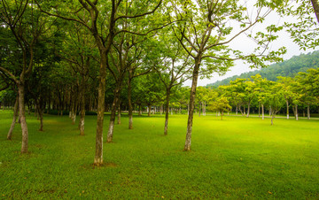 樹林草地