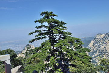 華山松