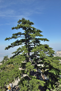 華山松
