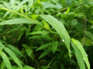 春天早晨大自然綠葉露珠露水