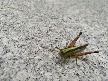 大自然昆蟲草蜢微距特寫