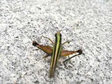 大自然昆蟲(chóng)草蜢微距特寫(xiě)