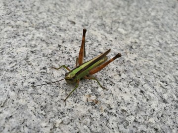大自然昆蟲草蜢微距特寫