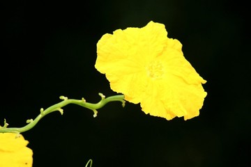絲瓜花