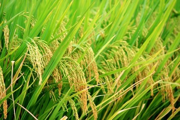 稻穗