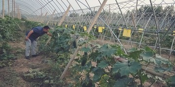 翡翠吊冬瓜