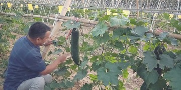 翡翠吊冬瓜