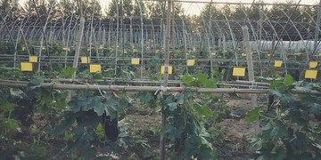 翡翠吊冬瓜