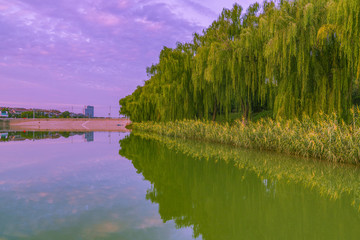 柳樹林