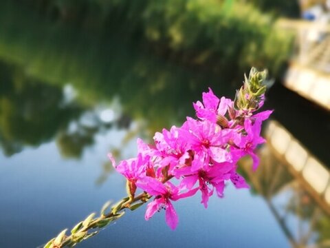 新蕪湖