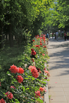 公園道路旁的月季花