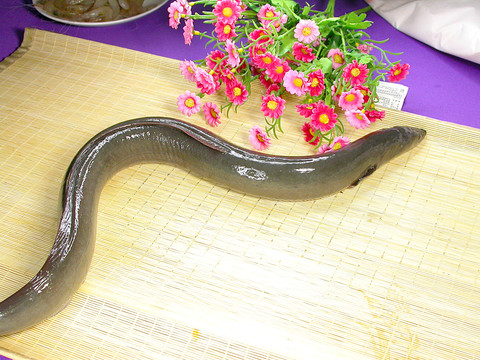 河鰻