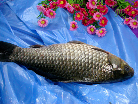 新鮮鯽魚