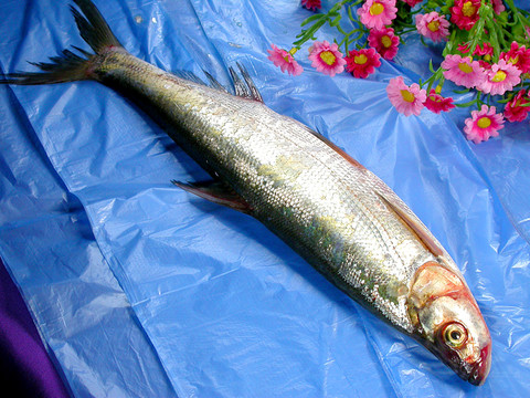 太湖白魚