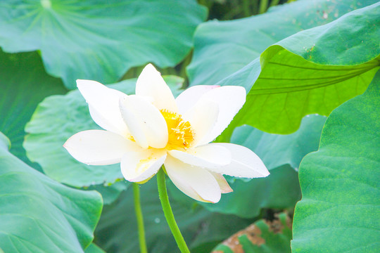 荷花花瓣和露水
