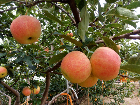 蘋(píng)果