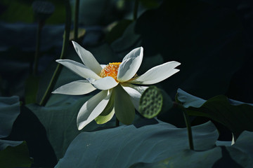 荷花