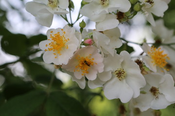 薔薇