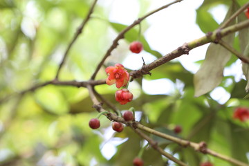 紅毒茴