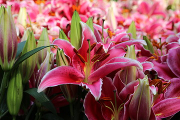 紅色百合花