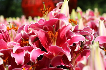 紅色百合花