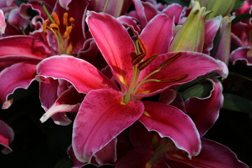 紅色百合花
