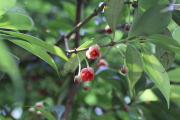 紅毒茴