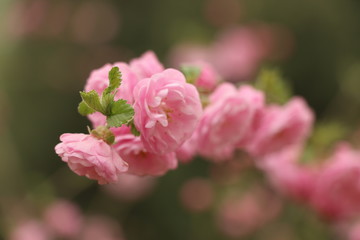 小桃紅