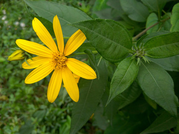 洋姜花